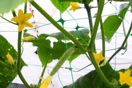 Plant Net 2 x 20 mtr tuinplantennet — zo goed als nieuw