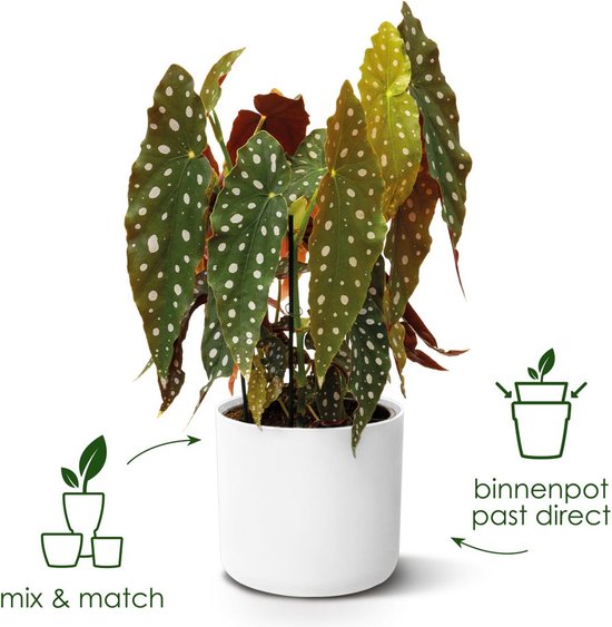 Elho B.for Soft Rond 35 Bloempot — gebruikt
